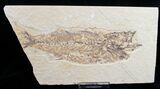 Bargain Mioplosus Fossil Fish #10808-2